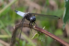 David Plant Photography - Wildlife Photography - Scarce chaser - R